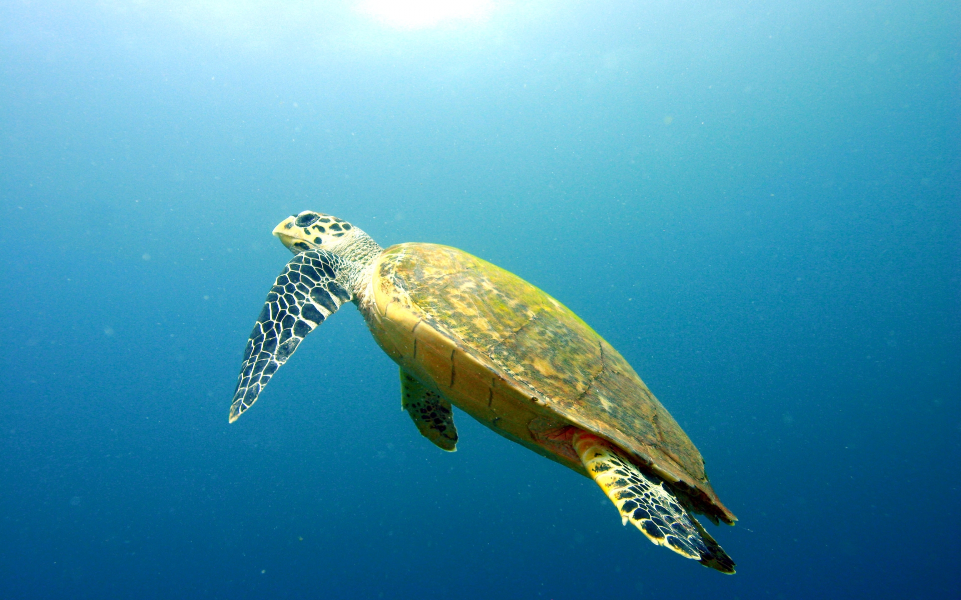 meridis_waterturtle_002D411472B-C388-4B0E-A21F-EA7C80297D57.jpg